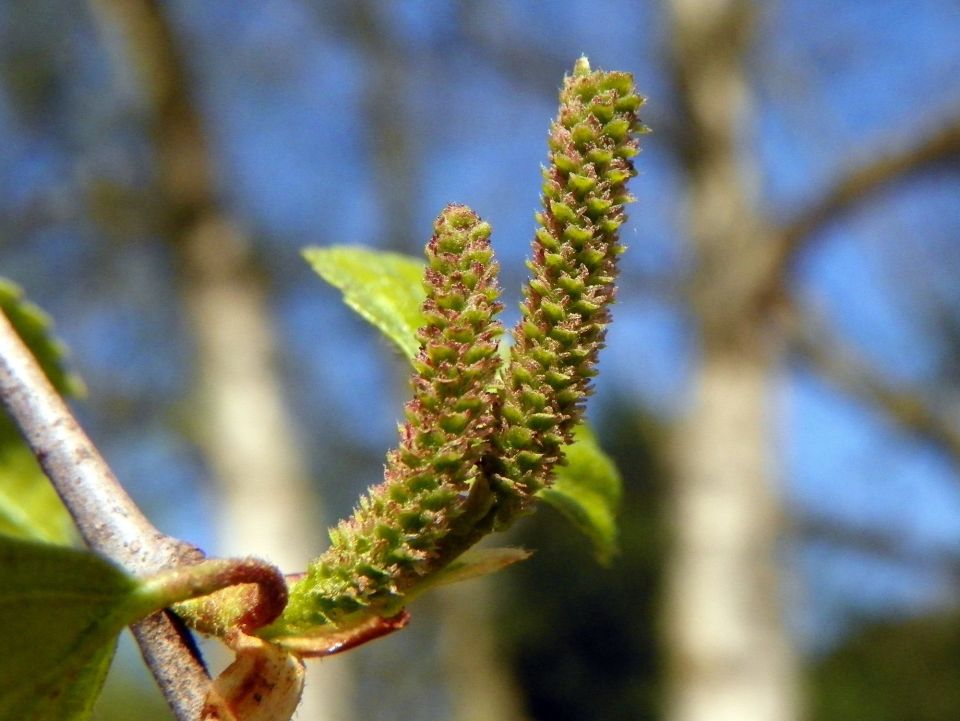 Silver birch female catkin