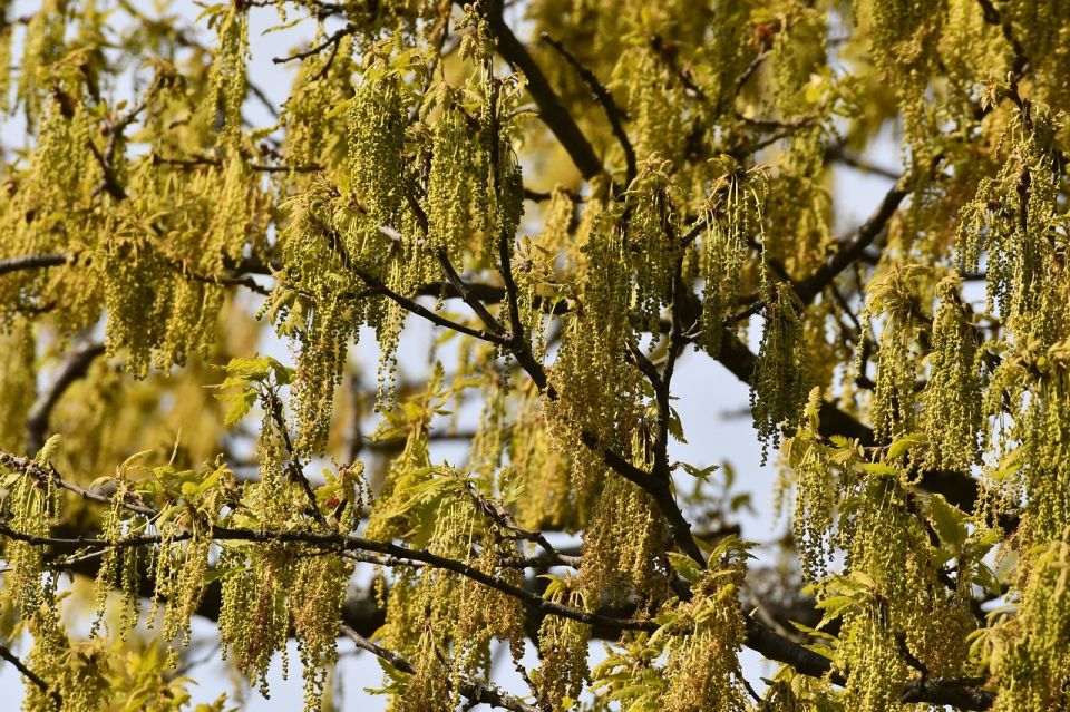 Oak Catkins