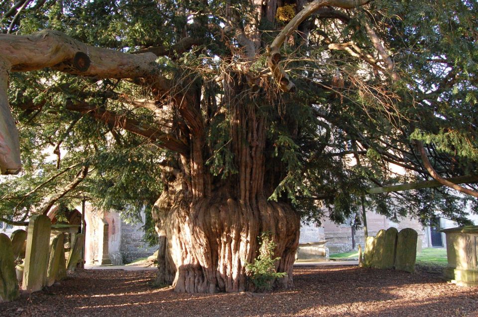 Ancient Yew Tree Much Marcle Church  Geograph Org Uk  1738226