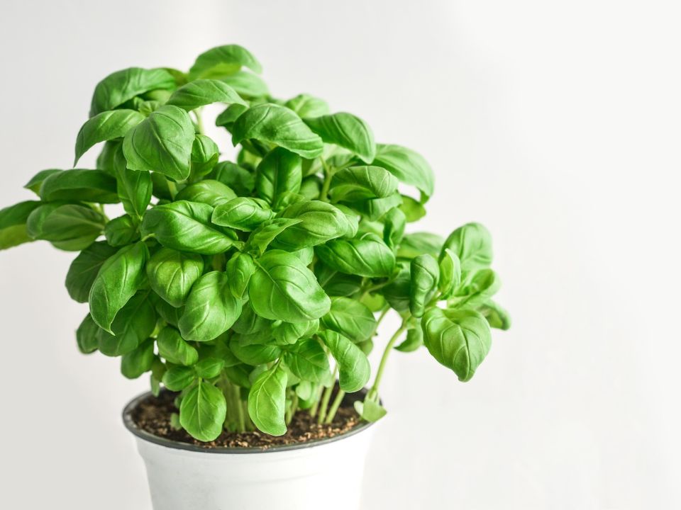 Basil
