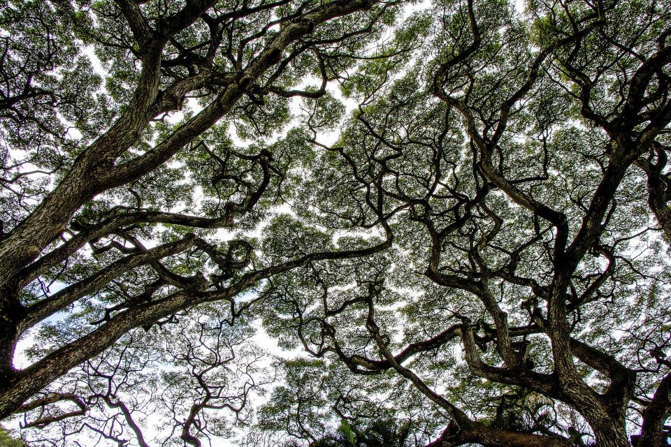 Tree Canopy 1440731 1920
