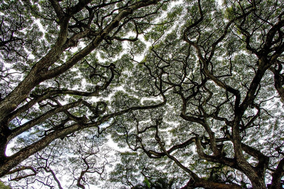 Tree Canopy 1440731 1920
