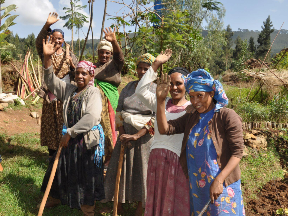 Seeding skills and growing trees