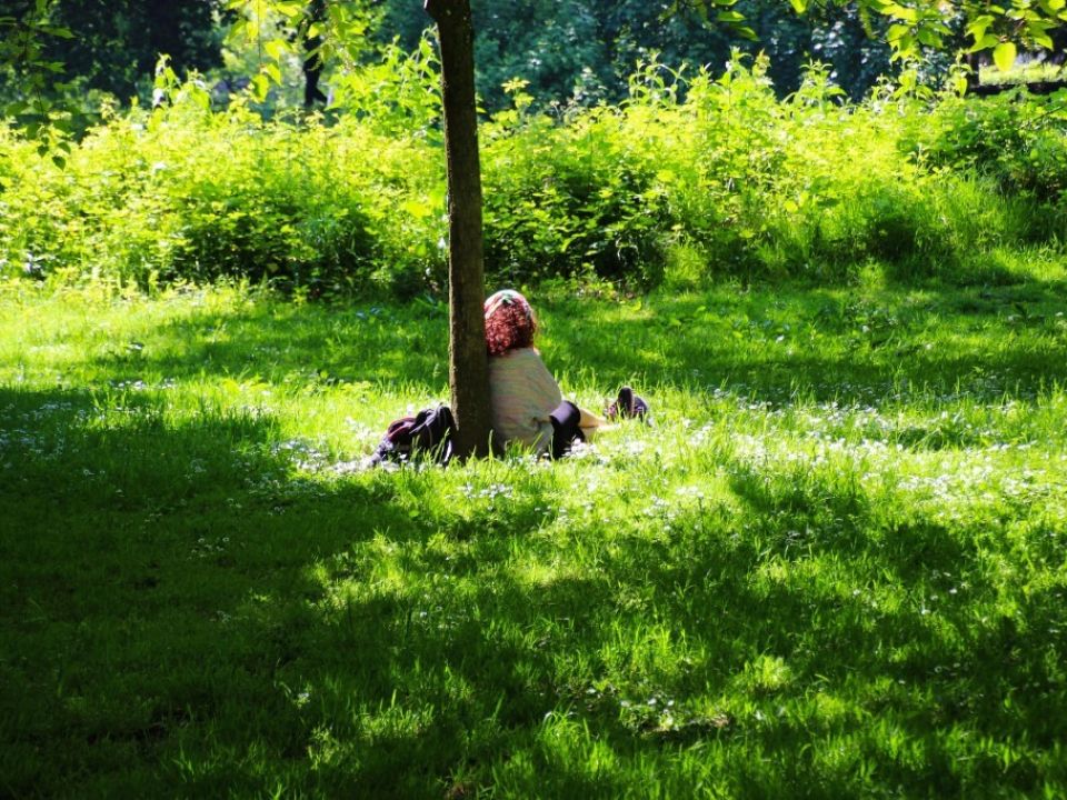 How did you meet your favourite tree?