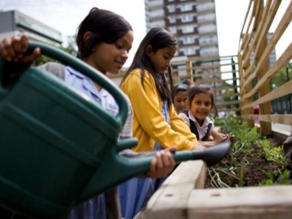 Sowing seeds in raised beds