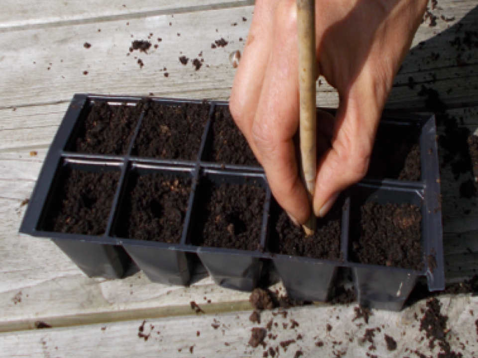 Sowing seeds for the greenhouse