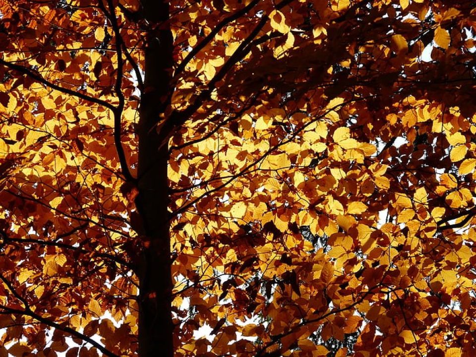 Hornbeam tree