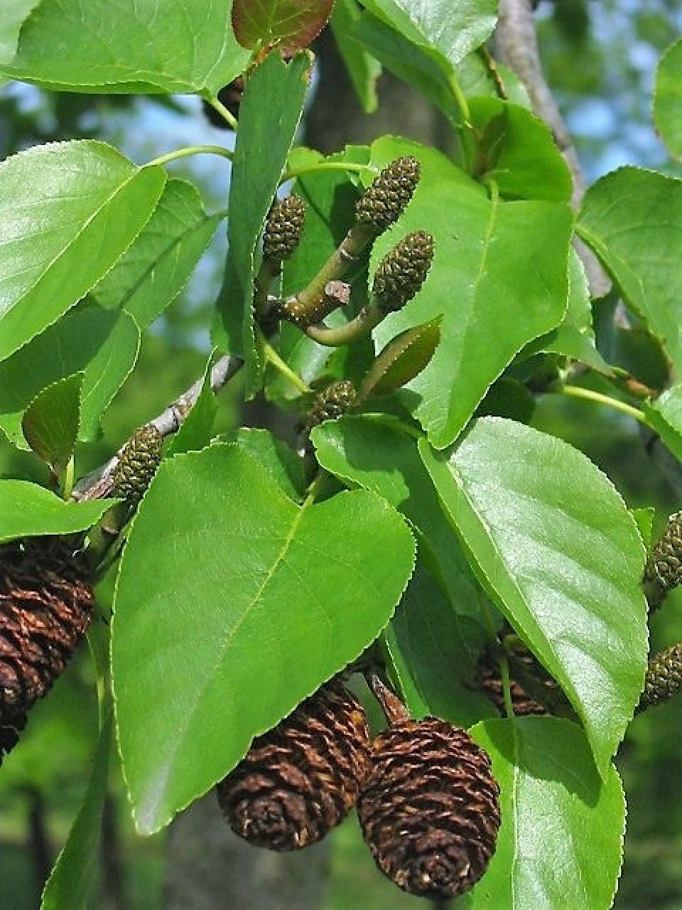 Alnus cordata Umeru italianu