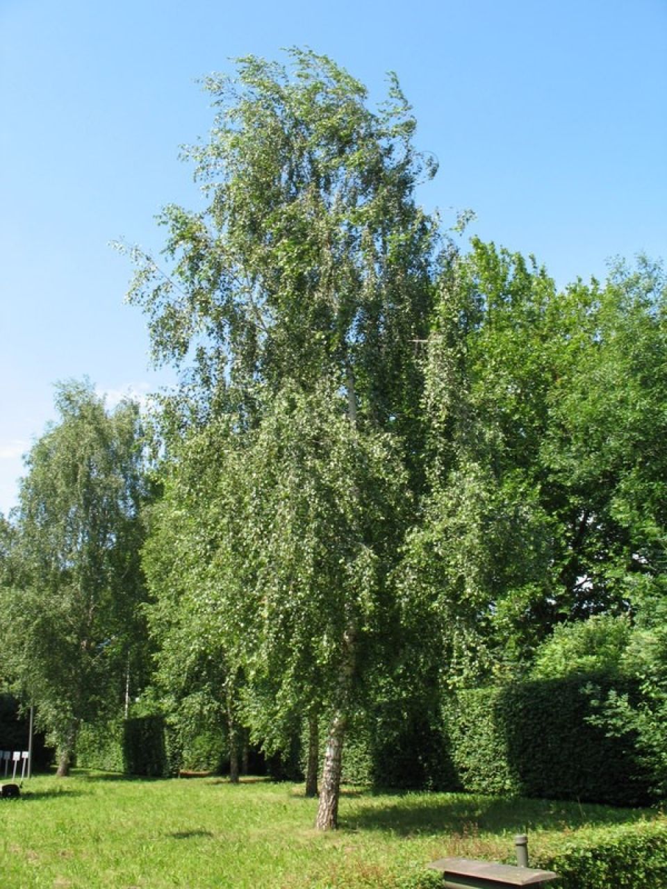 Betula pendula 2144984506