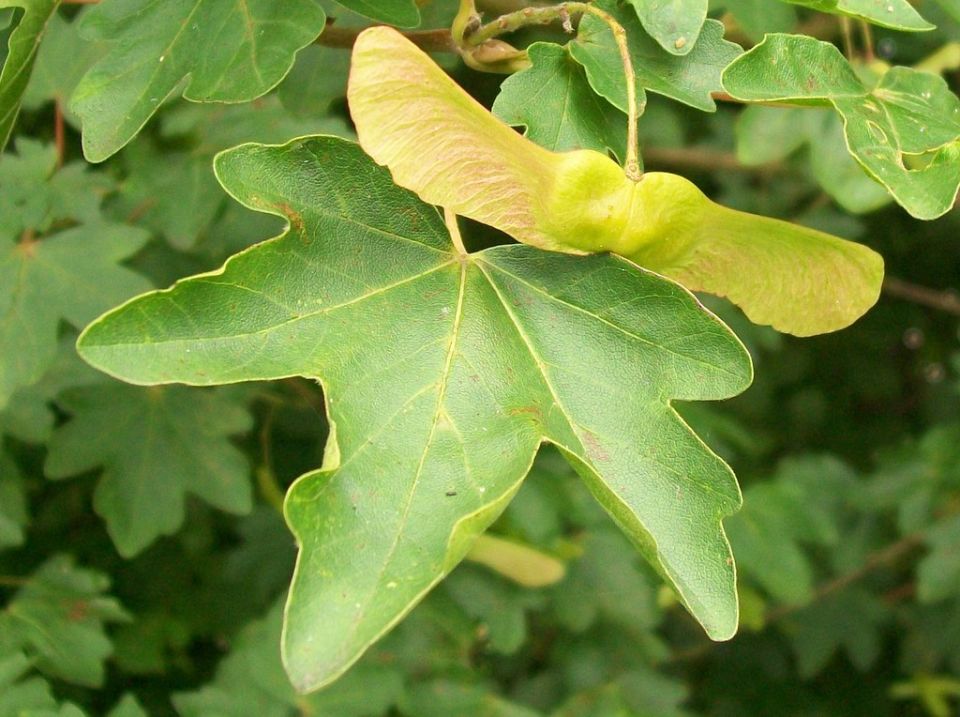 Acer campestre