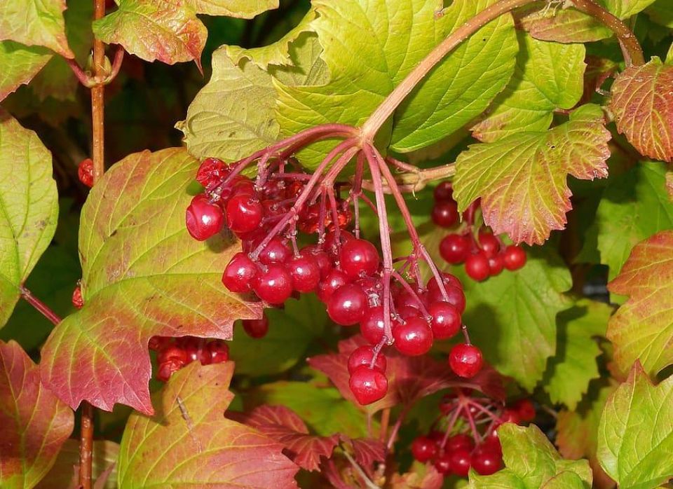 Viburnum opulus bush red fruits autumn